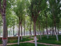 河北正定師范高等?？茖W(xué)校歷年錄取分數(shù)線