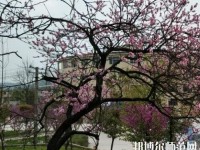 貴陽中華幼師職業(yè)學(xué)校2023年怎么樣、好不好