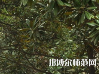 湖南師范大學(xué)樹達(dá)學(xué)院2023年學(xué)費(fèi)、收費(fèi)多少