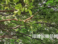 湖南師范大學(xué)2023年報(bào)名條件、招生要求、招生對(duì)象