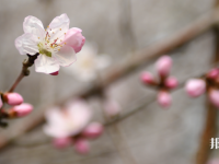 成都錦城師范學(xué)院2023年學(xué)費(fèi)、收費(fèi)多少